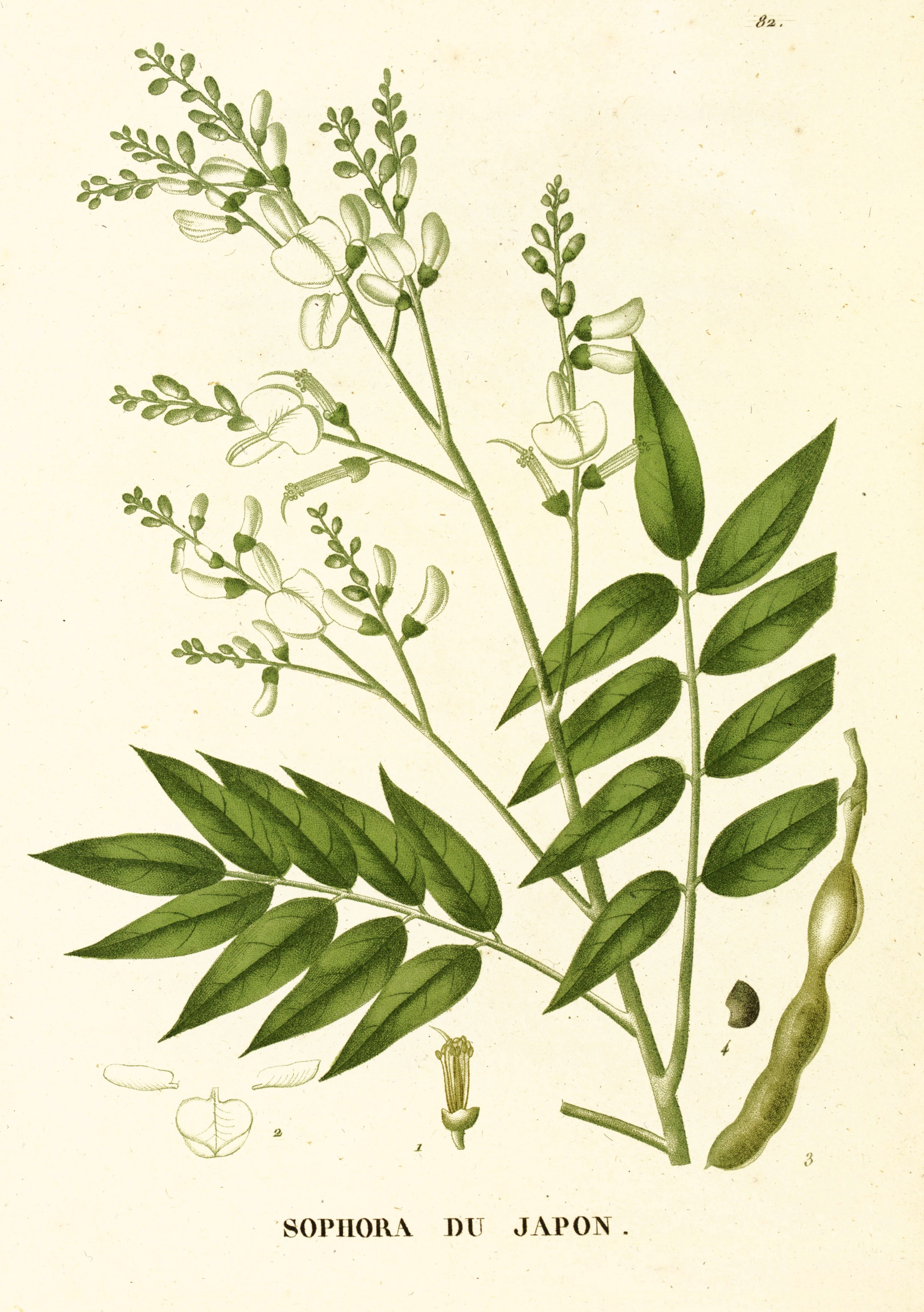 japonica pendula2.jpg japonica pendula2.jpg